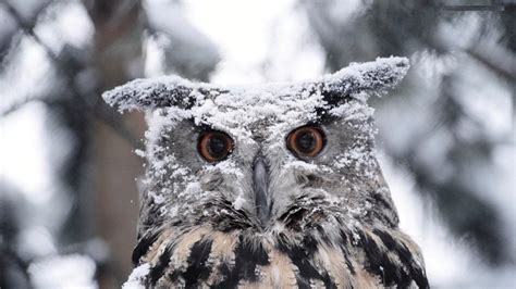 Winter Owl Wallpapers Top Free Winter Owl Backgrounds Wallpaperaccess