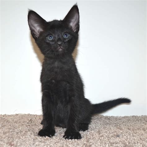 Three females available and have been desexed. F2 Savannah Kittens Available in Ohio Savannah Cats Call ...