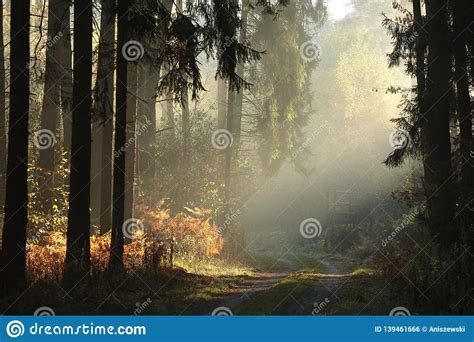 Country Road Through A Misty Autumn Forest At Sunrise Path Through