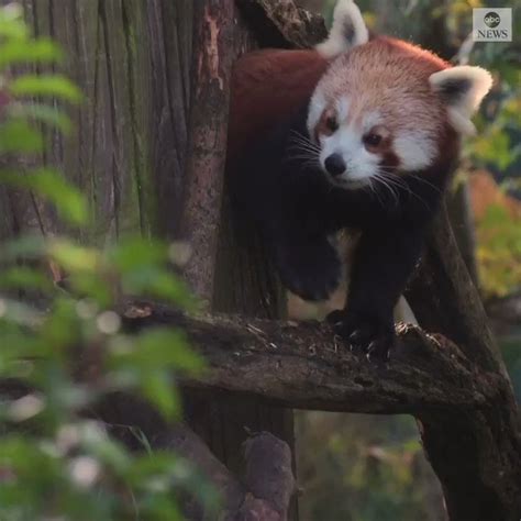 Welcome To The World Adorable Twin Red Panda Cubs Make Their Debut At