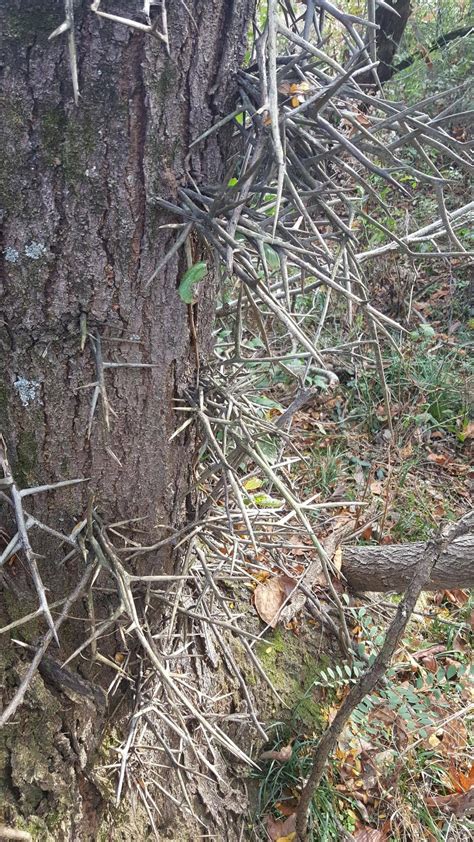 Black Locust Tree Thorns Natureismetal