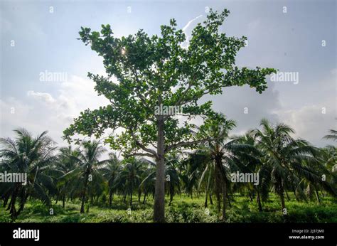 Green Trees At The Coconut Plantation At Malays Village Stock Photo Alamy