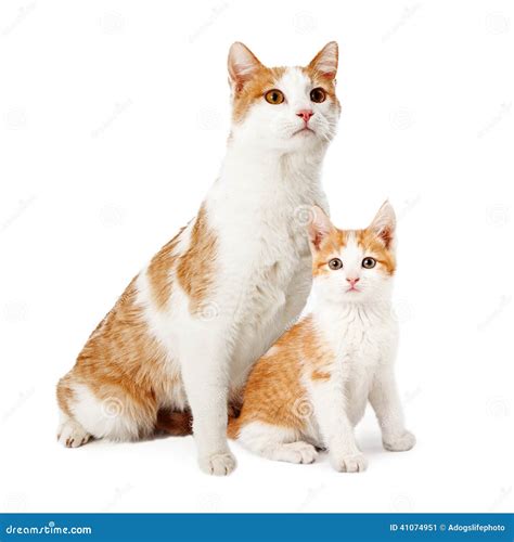 Mother Cat And Kitten Siting Together Stock Image Image Of Domestic