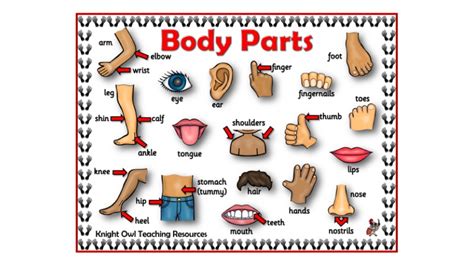 Body Parts Word Mat