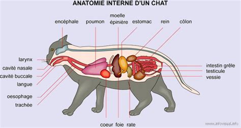 Anatomie Du Chat Racedechat Com