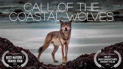 Call Of The Coastal Wolves British Columbia Sea Wolf Mini Documentary