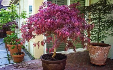 Red Dragon Japanese Maple For Sale Online The Tree Center