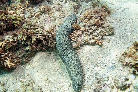 Sea Cucumber Facts Animals Of The Oceans Worldatlas