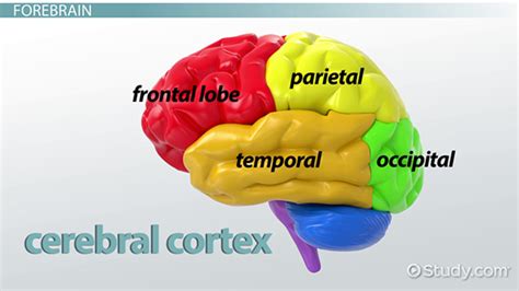 To process information and based on the processed. The Human Brain: Structure & Functions - Video & Lesson ...