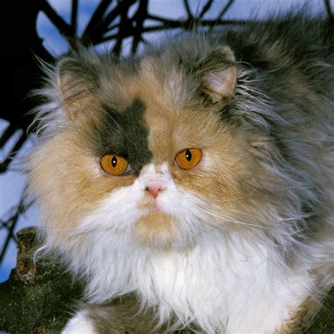 7 Types Of Persian Cat My Animals