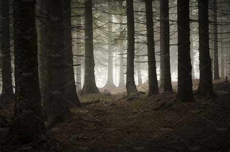 Dark Pine Tree Mountain Forest ~ Nature Photos ~ Creative