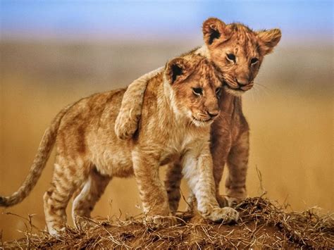 Brotherly Love Lion Cubs Photo Animals From Savannah