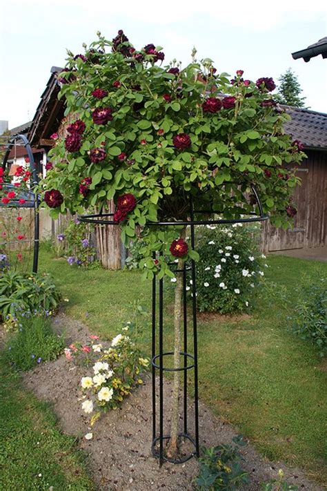 Giverny Umbrella Trellis Garden Arches Garden Projects Garden Elements