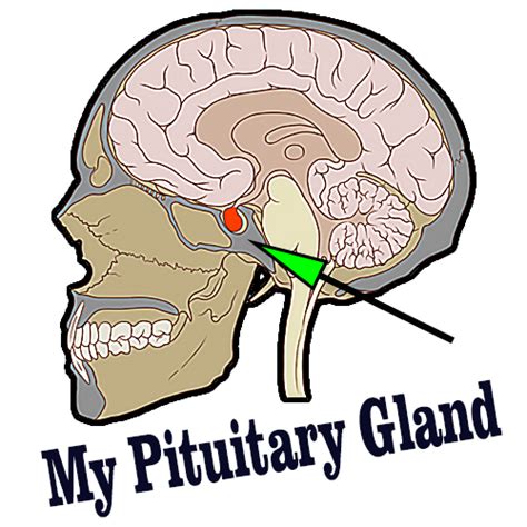 Pituitary Gland And Healthy Habits Healthy Old Guru