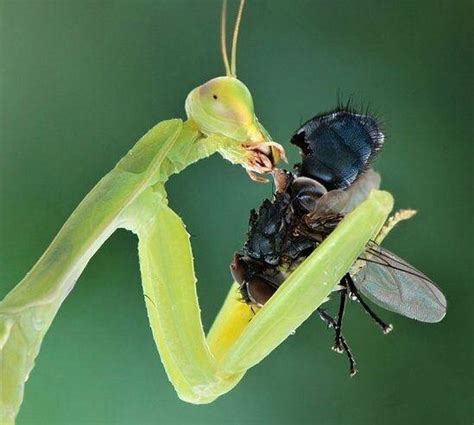 Praying Mantis Eating A Fly Pics