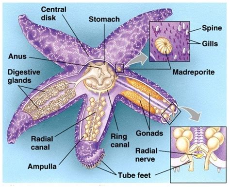 Starfish Internal Anatomy Diagram