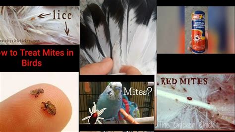 How To Treat Mites And Lices In Birds Our پرندوں میں جوئوں کا علاج