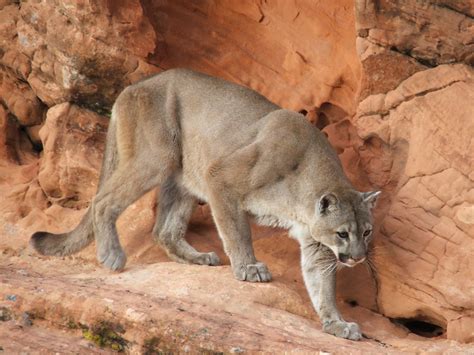 Red Cliffs Desert Reserve Mountain Lion Puma Concolor Big Cats