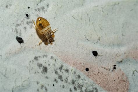 Dead Cimicidae Bed Bug Home Macro On The Wall Presidio Pest Management