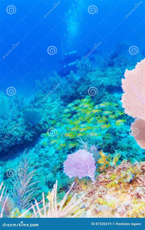 Underwater Scene With The Life Of A Tropical Coral Reef Stock Image