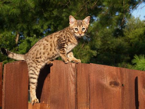 Top 7 Largest Cat Breeds Choosing The Right Cat For You