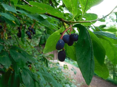 Indian Plum Harvest And Shrub Recipe A Mountain Hearth