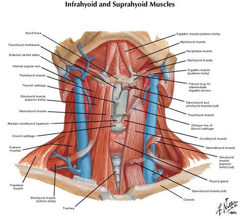 Arteria carotis interna) is located in the inner side of the neck in contrast to the external carotid artery. Duke Anatomy - Lab 21: Neck & Carotid Sheath