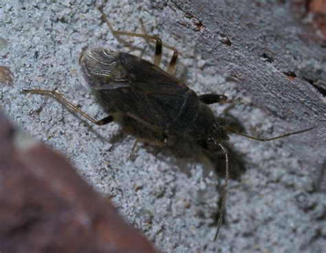 Dark Brown Bug Perigenes Constrictus Bugguidenet