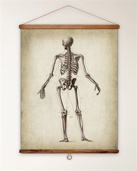 Printable Large Vintage Anatomy Poster Set Of 6 16x20 Anatomy Etsy