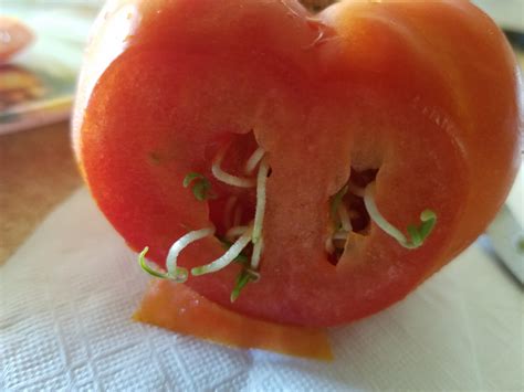 Seeds Sprouting Inside A Tomato Rmildlyinteresting