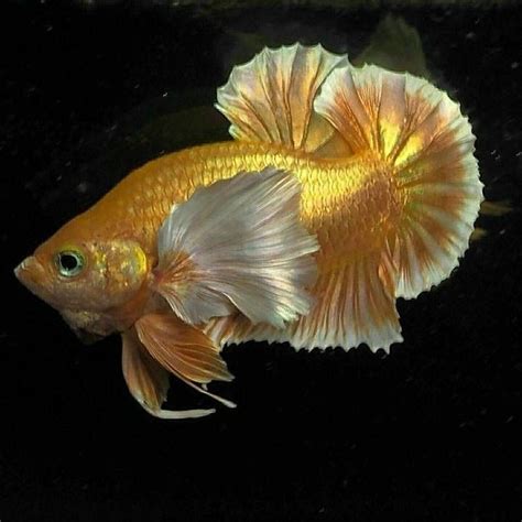 Betta Splendens On Instagram “wooow Awesome Colour Super Gold Big Ear