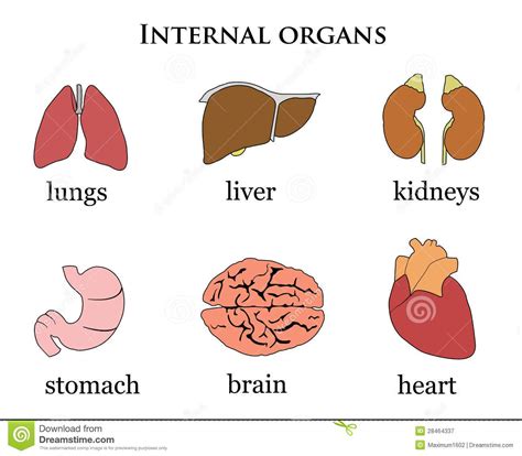 Internal Organs Human Body Organs Body Organs Human Body Activities