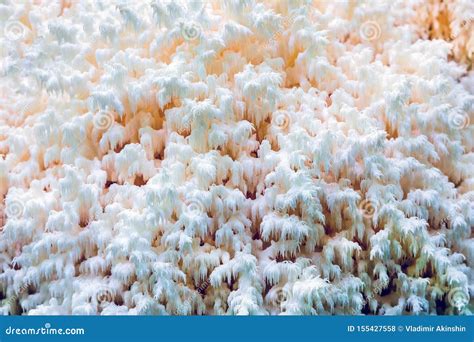 White Coral Mushroom Stock Photo Image Of Landscapes 155427558