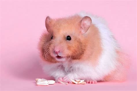 Hamster Full Hd Wallpaper And Background Image 1920x1275