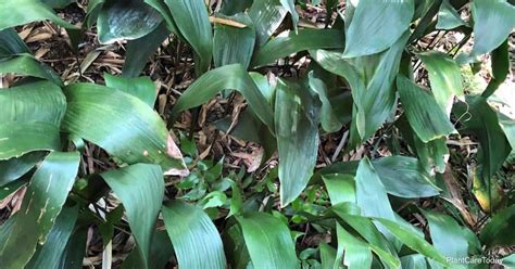 Growing Cast Iron Plants Outdoors How To Care For Outdoor Aspidistras