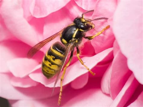 The Ultimate Guide To Yellow Jackets In New Jersey Nj Stinging Insect