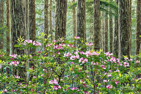 Pacific Rhododendron Blossom In Mountain Forest Oregon Photography