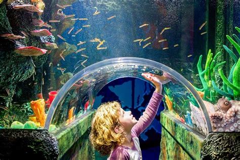 2024 Sydney Marvellous Sea Life Aquarium Tripadvisor