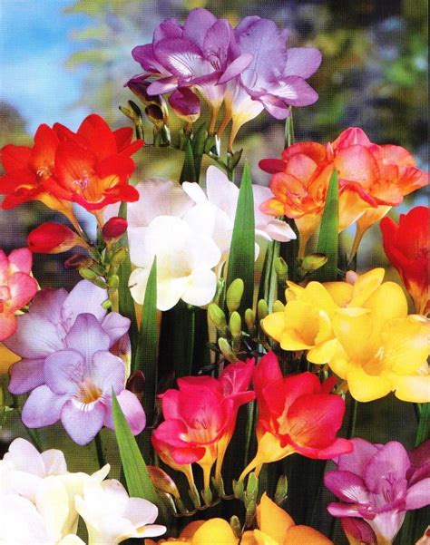 1 1000 Single Freesia Bulbs Mixed Fragrant Ideal For Rockeries And Pots