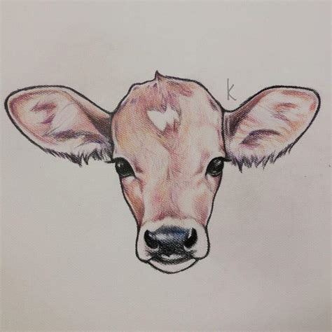 Cute Cow Drawings Pencil