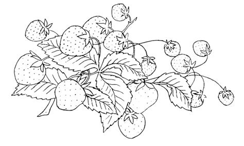 Strawberry Plant Coloring Coloring Pages