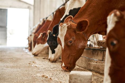 Milk Cows Feeding In Cow Shed On Farm Or Ranch Stock Photo Image Of
