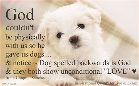Quotes About Pets Unconditional Love Quotesgram
