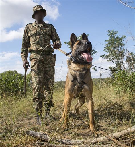 K9 National Project Template Sanparks Honorary Rangers