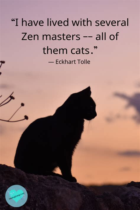 Zen Cat Cat Quotes Cats Silly Cats