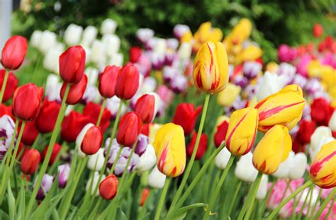 It is an annual that begins to bloom from midsummer until the start of winter and is native to south america, mexico, and central america. Best choices you can look up to when buying bulk flowers ...