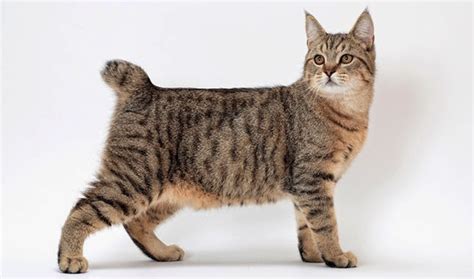 American Lynx Cat Cat Breed Information