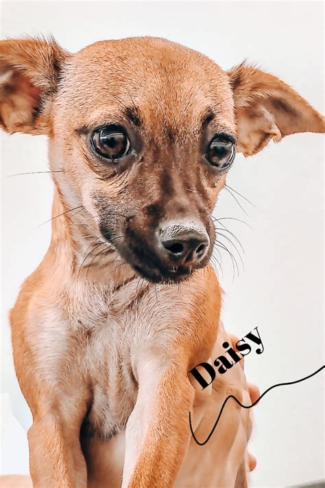 Fostering can last anywhere from one day to several months. Daisy is available for adoption at Humane Society of ...
