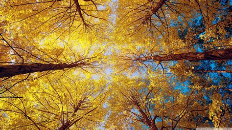 Worms Eye View Of Yellow Leafed Trees Nature Trees Fall Forest Hd