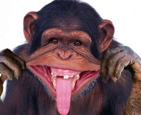 A Monkey With Its Mouth Open And Tongue Out
